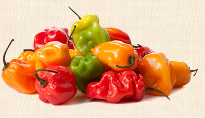 Habanero Hot Pepper - Scotch Bonnet Pepper 3Kg – Bild 2